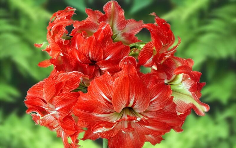 Red Amaryllis Flowers — Vibrant, Spring