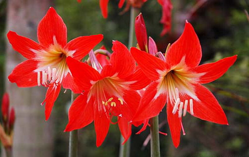 Red Amaryllis Flowers — Vibrant