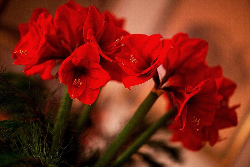 Red Amaryllis Flowers — Warm, Photograph