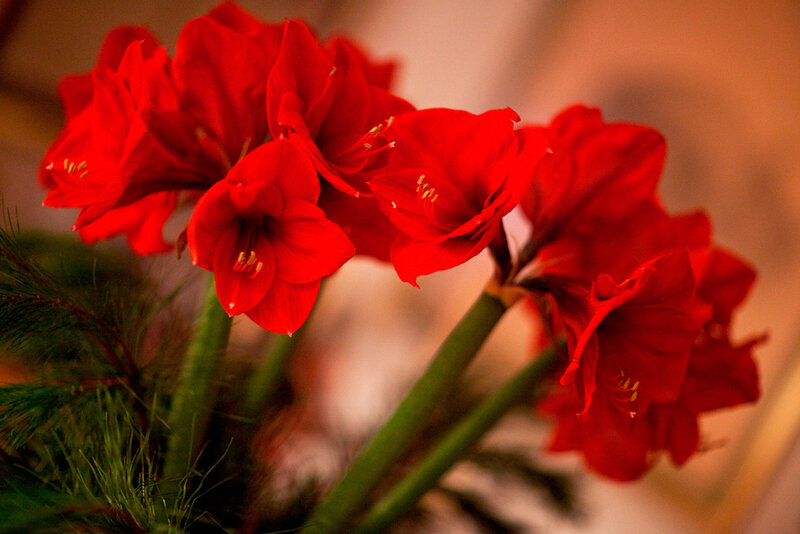 Red Amaryllis Flowers — Warm