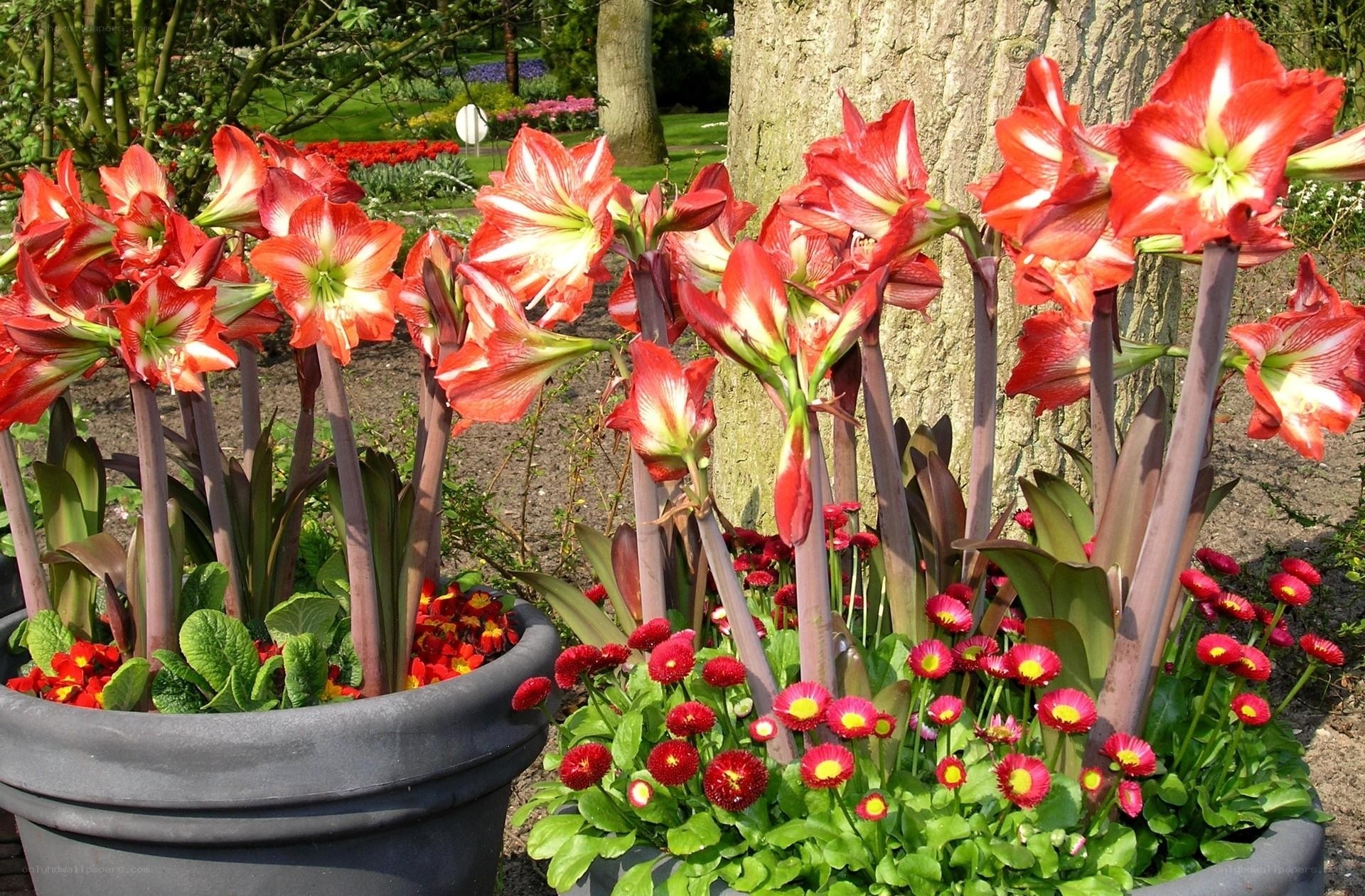 Red amaryllis in garden pots