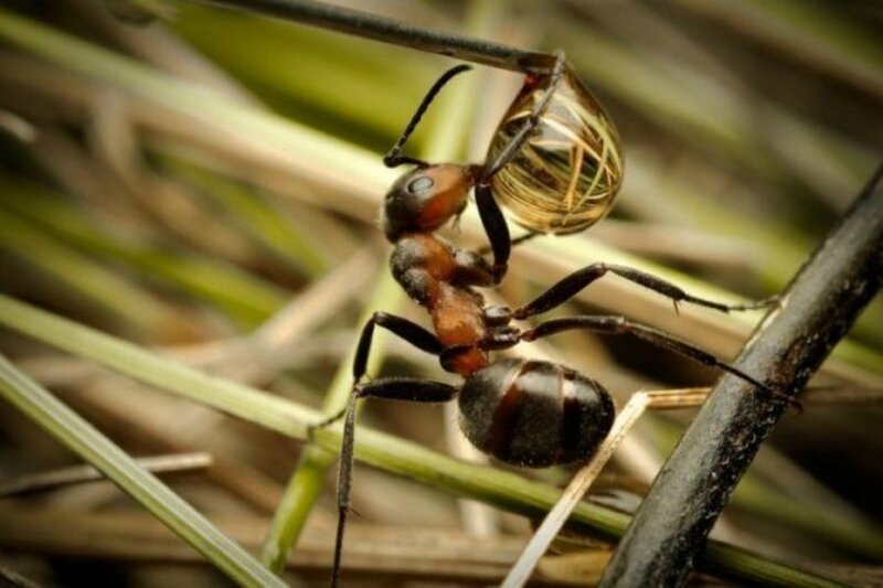 Red and Black Ant