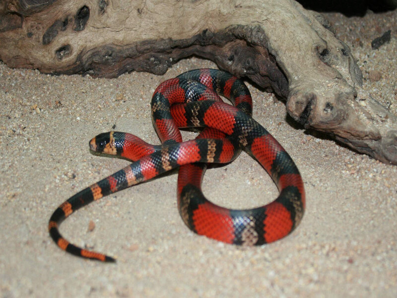 red and black banded snake