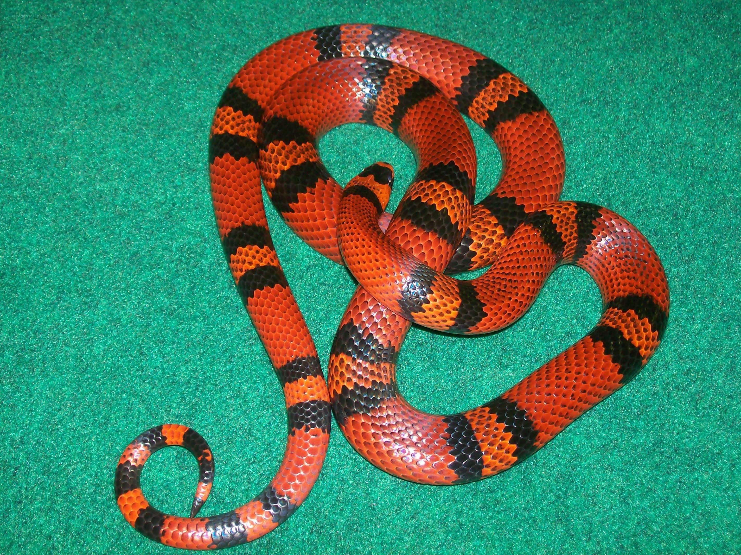 Red and black banded snake