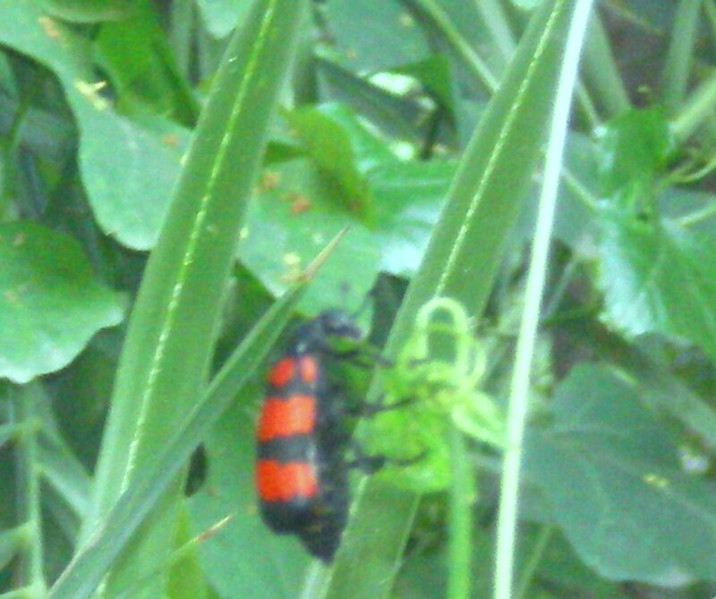Red-and-black Beetle — Green, Natural