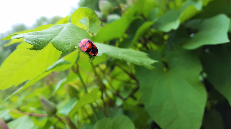 Red and Black Beetle — Green