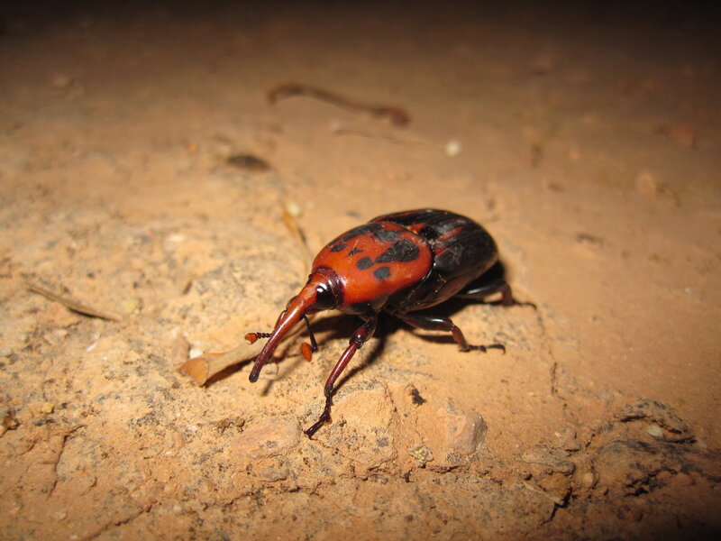 red and black beetle on ground