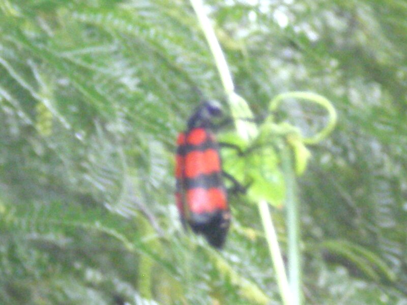 red and black beetle on leaf