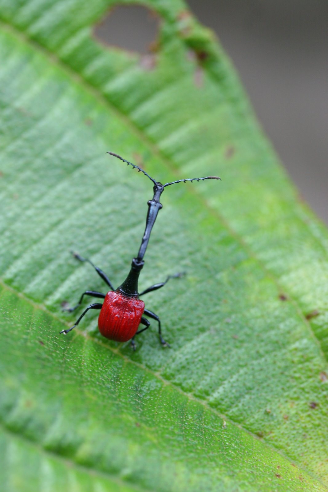 red and black beetle on leaf