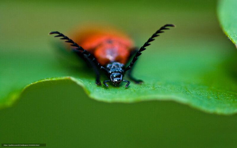 Red and Black Beetle