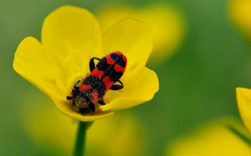 Red and Black Beetle — Yellow