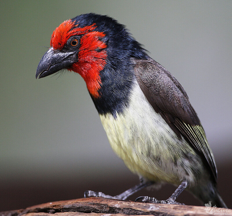 Red-and-black Bird — Black