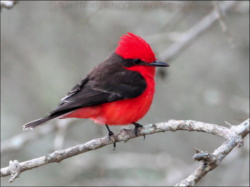 Red and Black Bird — Calm