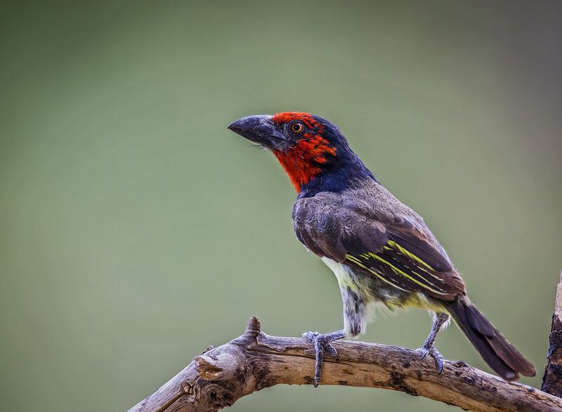 Red-and-black Bird — Green, Calm