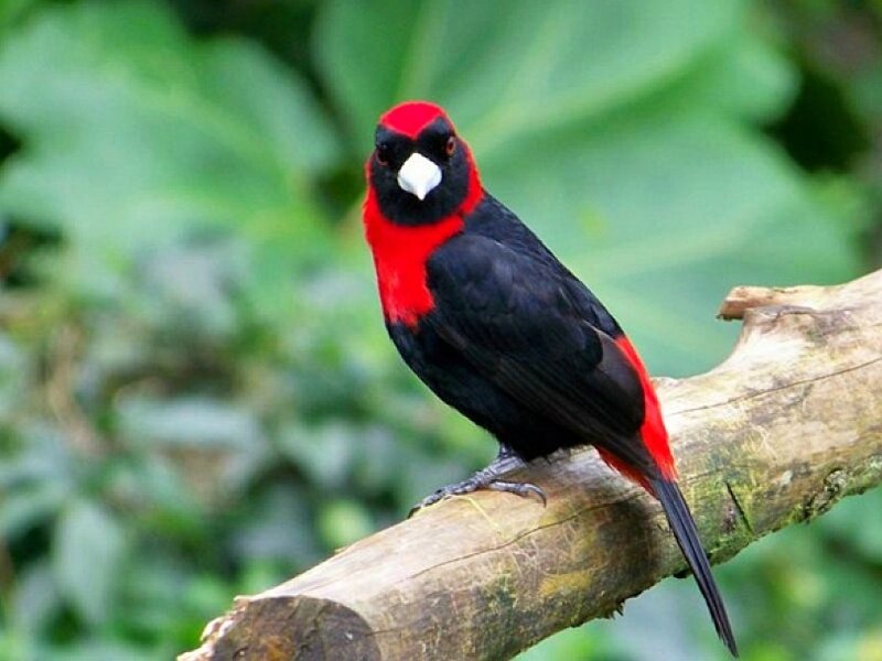 Red-and-black bird on a branch