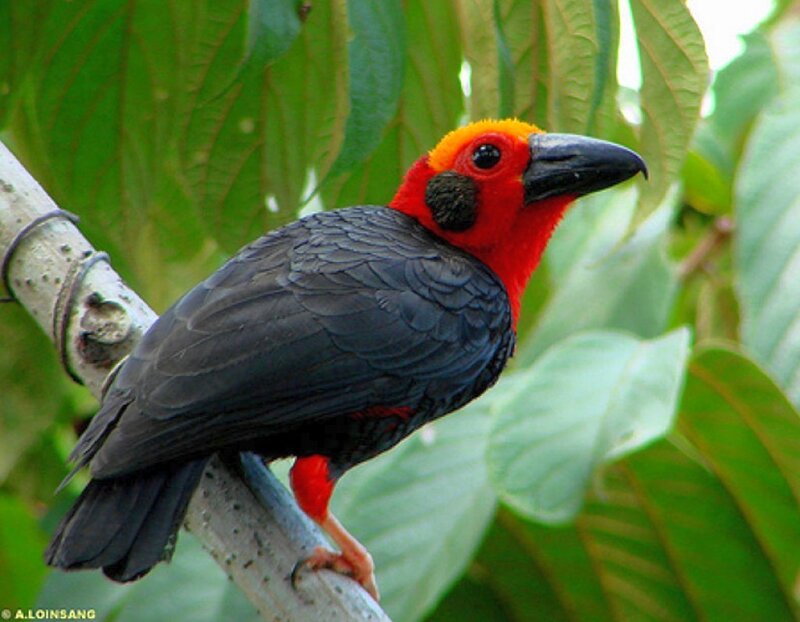 red-and-black bird on branch