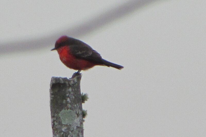 Red and Black Bird — Overcast