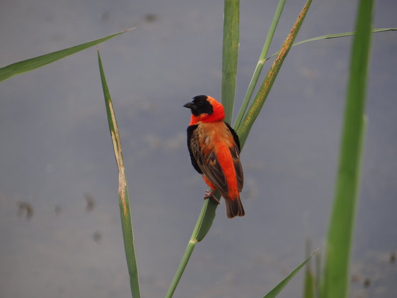 Red-and-black Bird — Red, Calm