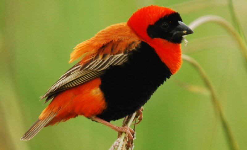 Red-and-black Bird — Red