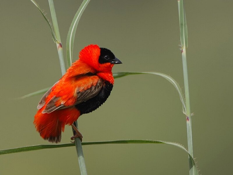 Red and Black Bird