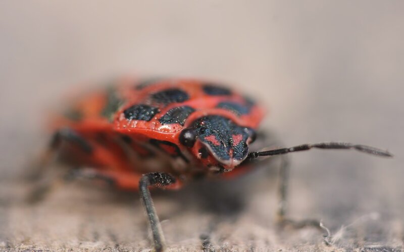 red and black bug close-up