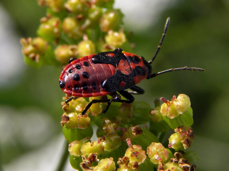 Red and Black Bug — Natural, Afternoon