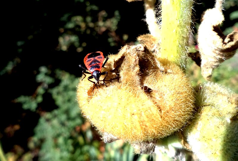 Red and Black Bug — Natural