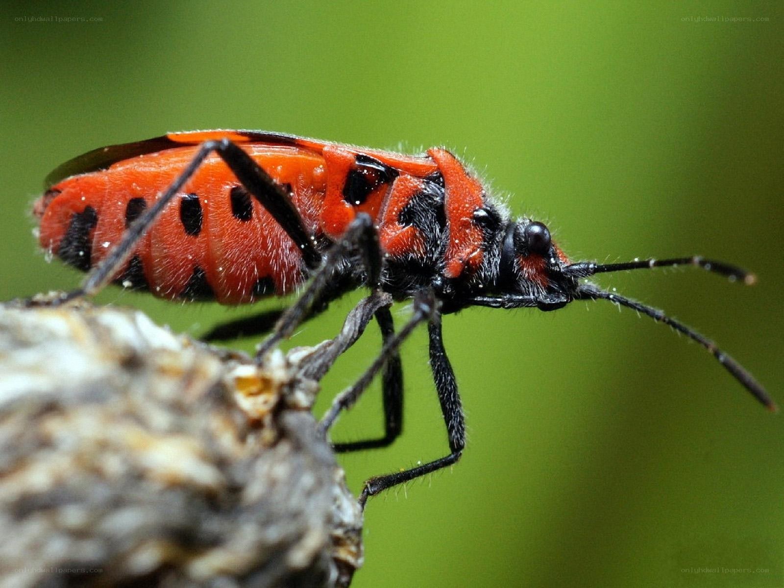red and black bug on branch