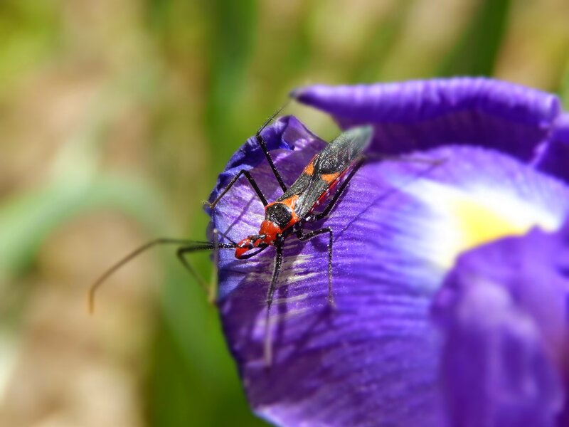 Red and Black Bug on Flower — Purple, Calm