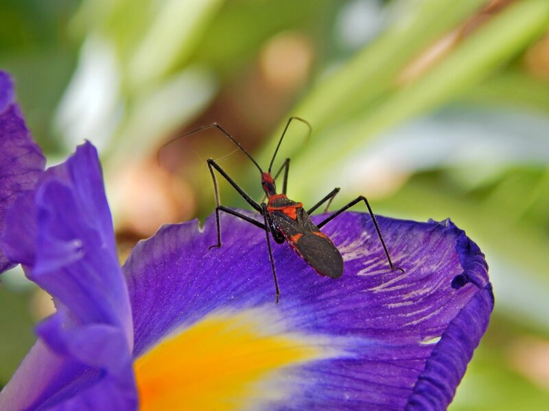 Red and Black Bug on Flower — Purple