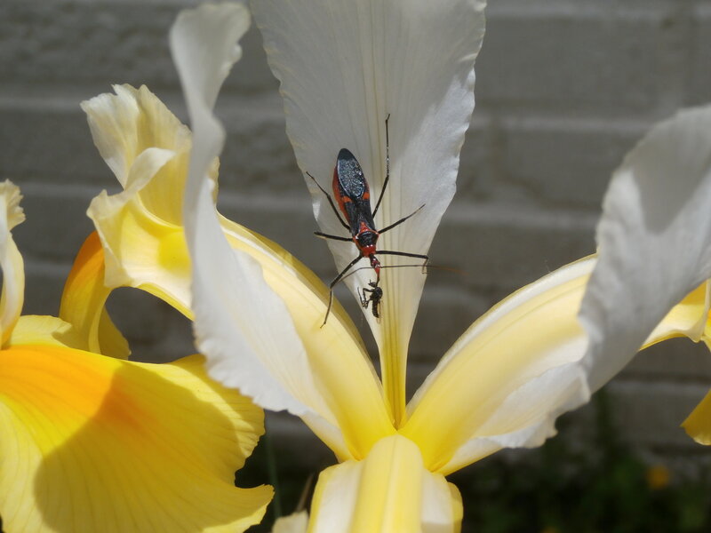 Red and Black Bug on Flower