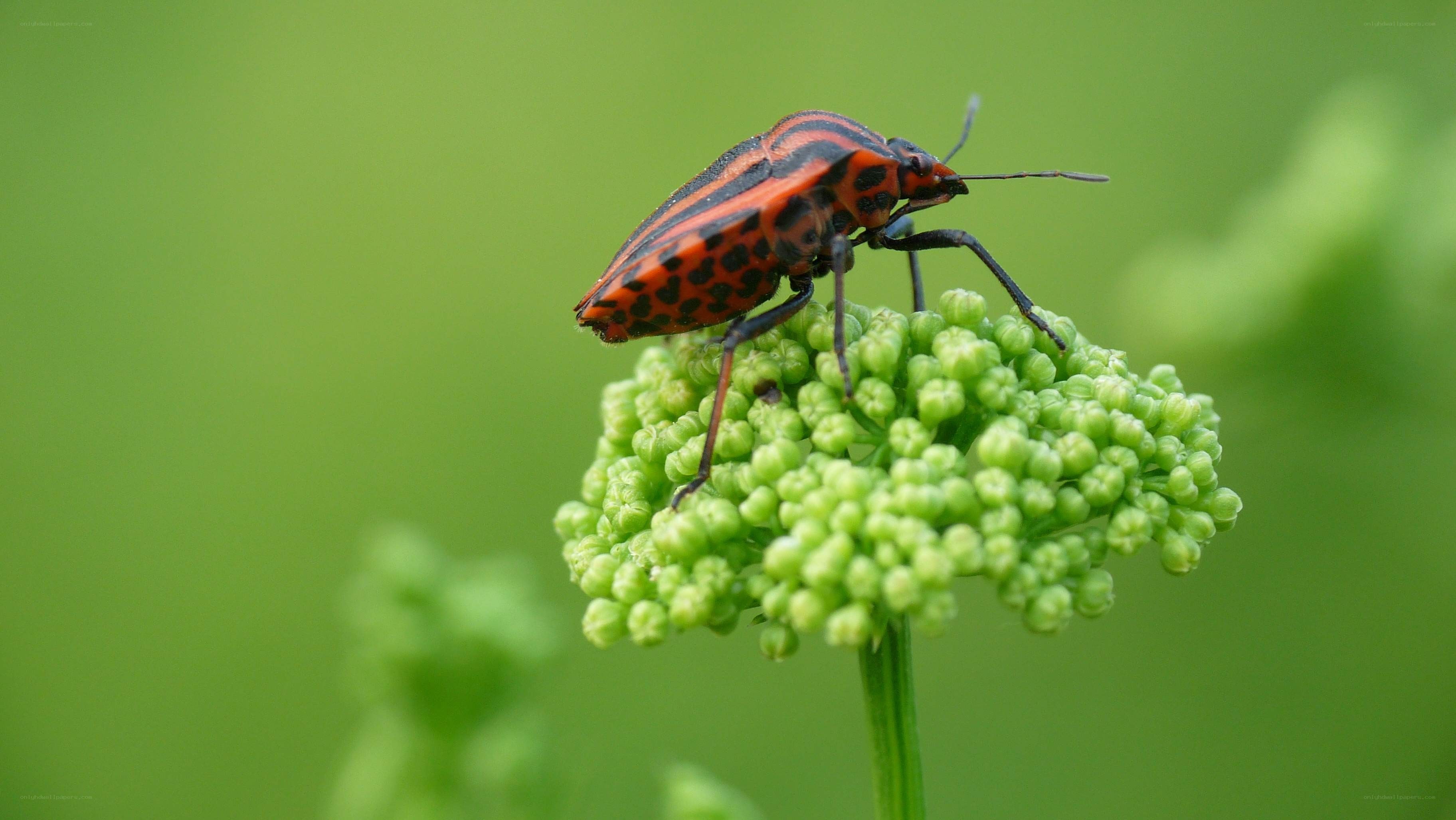 red and black bug on green flower