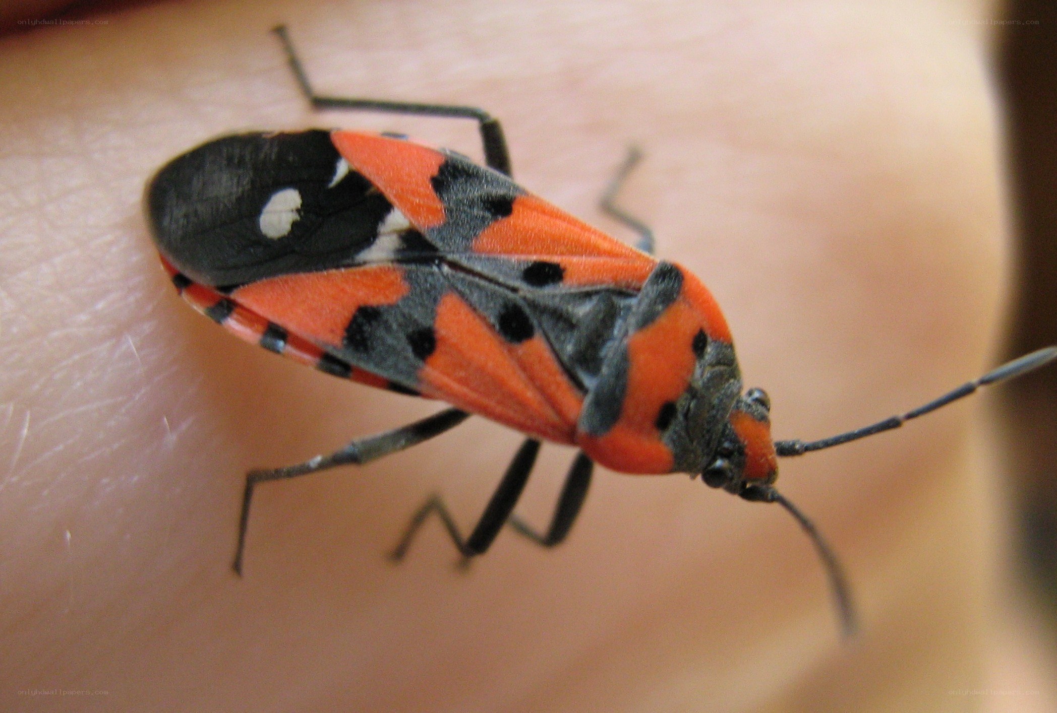 red and black bug on hand