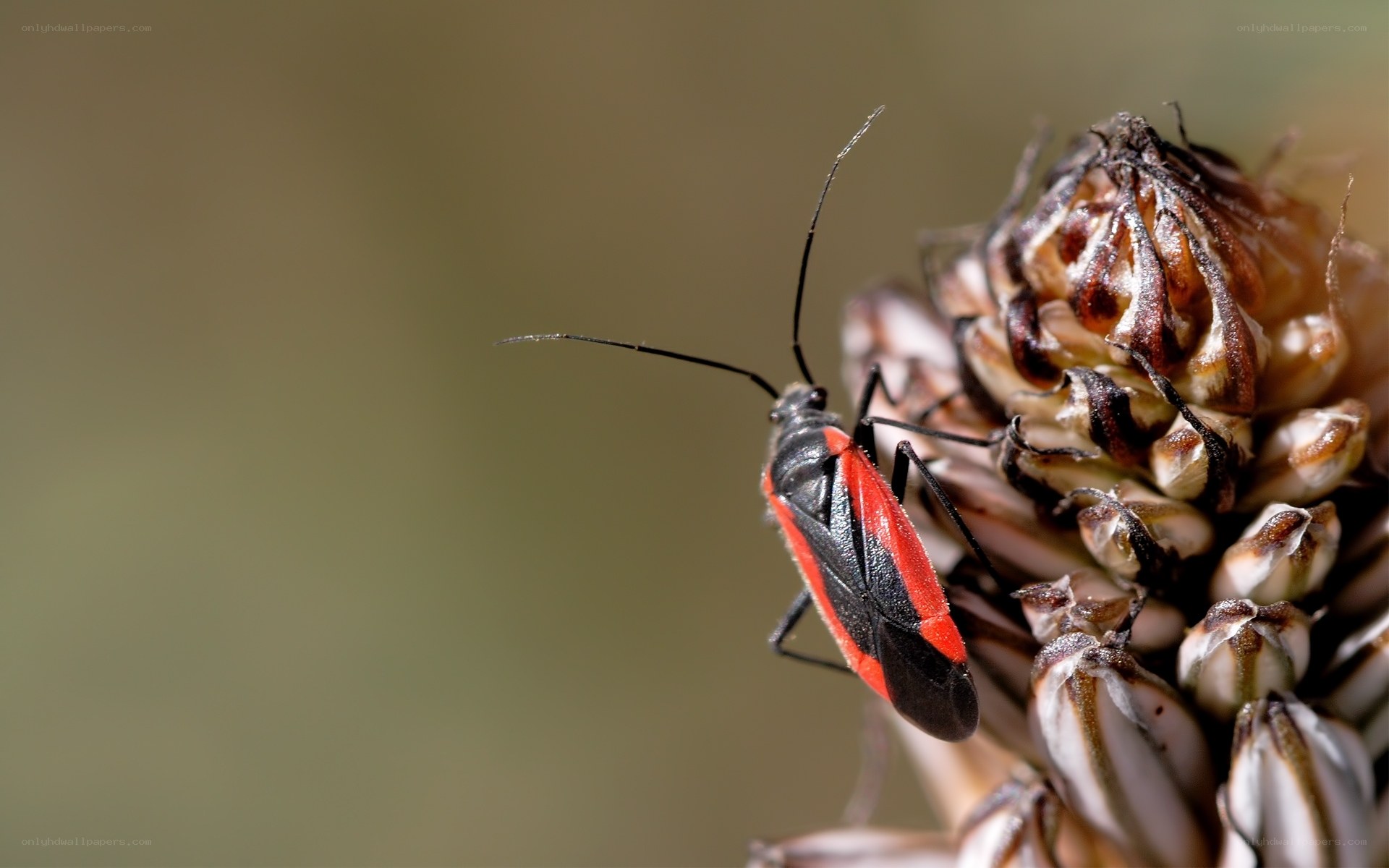 red and black bug on plant