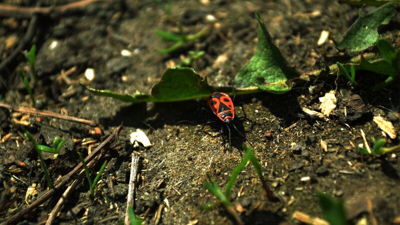 red and black bug on soil