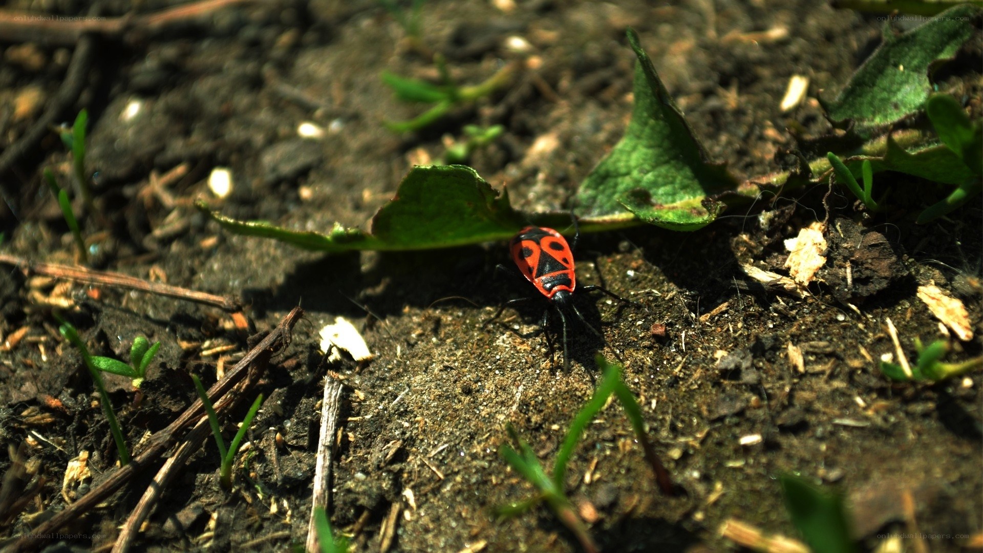 red and black bug on soil