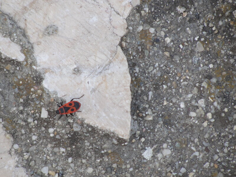red and black bug on stone