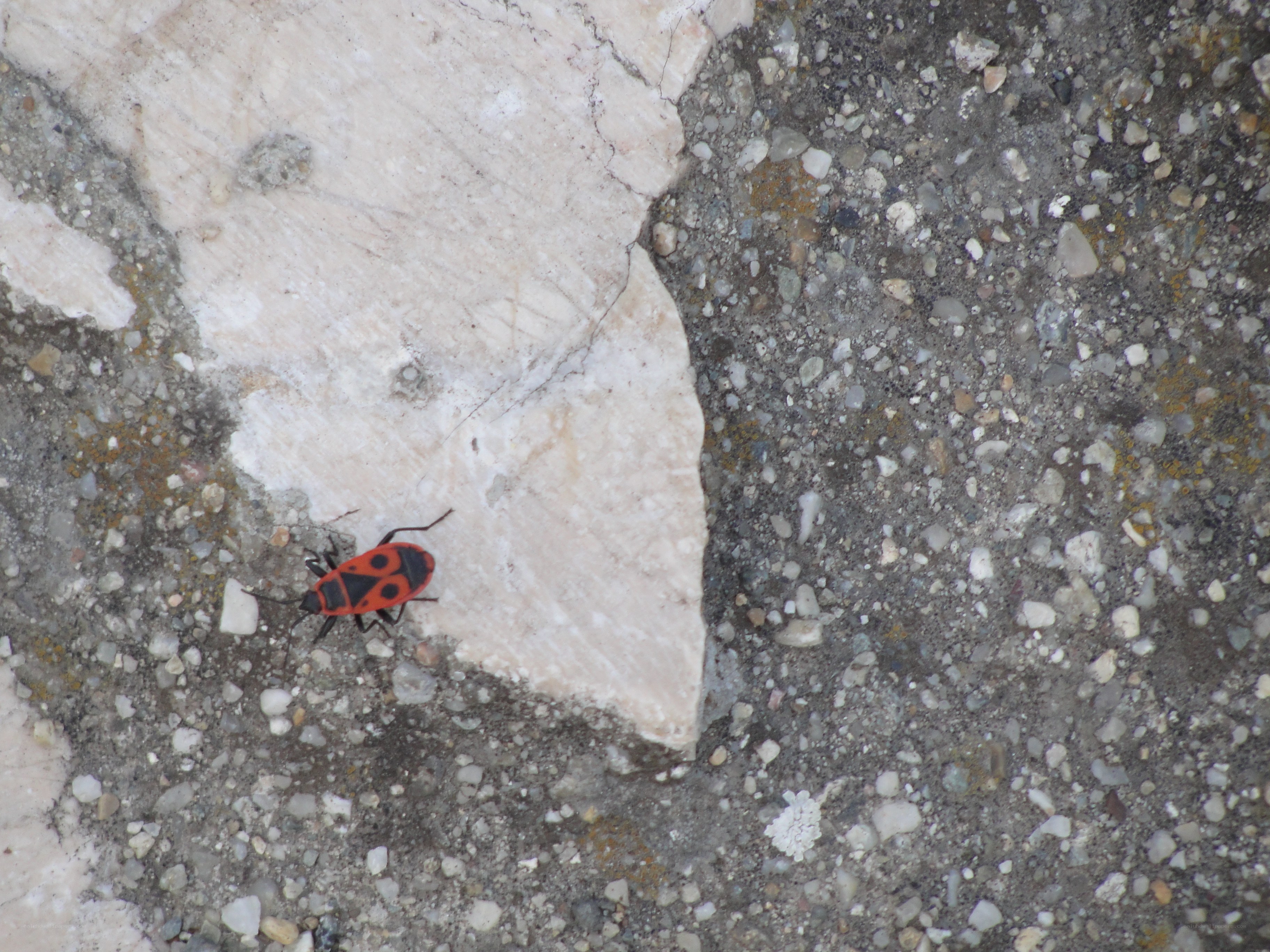 red and black bug on stone