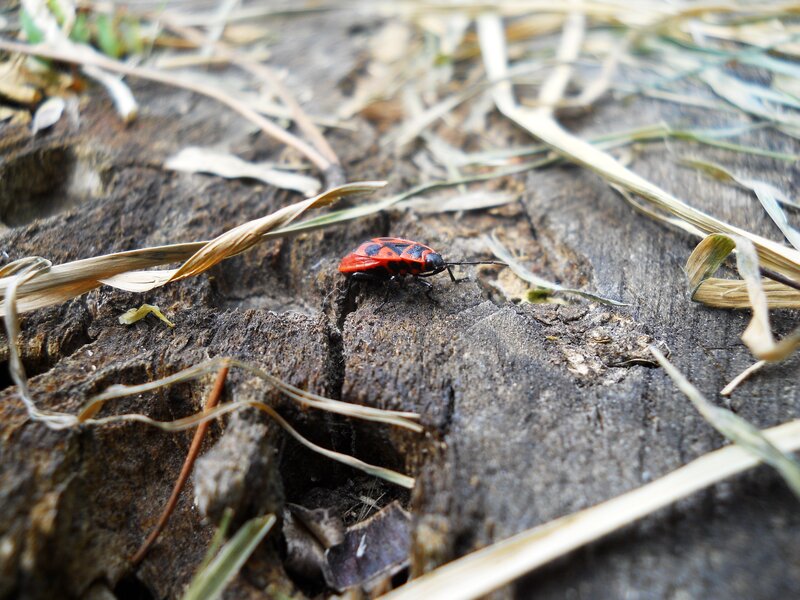red and black bug on wood