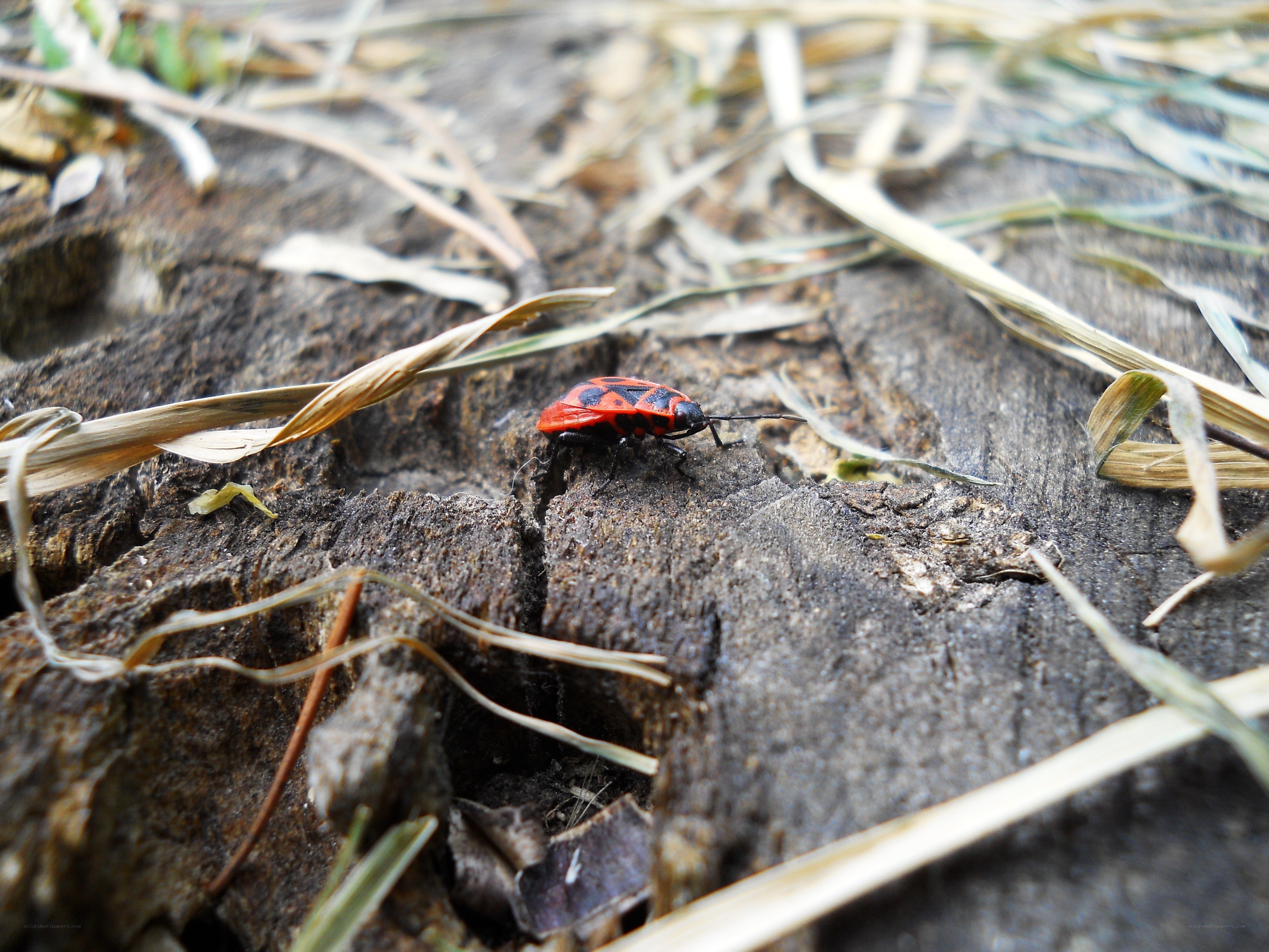red and black bug on wood