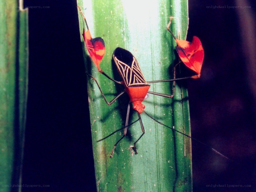 Red and black bugs on a leaf