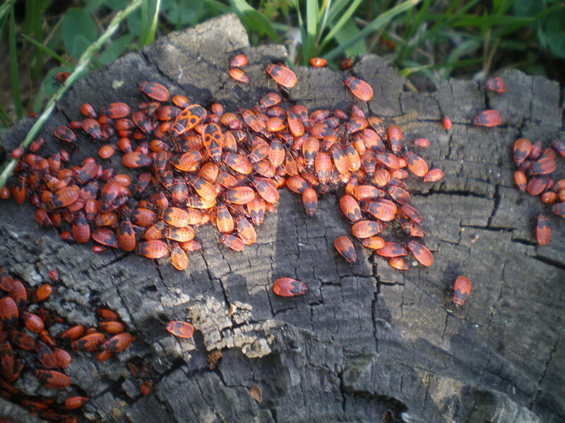Red and Black Bugs