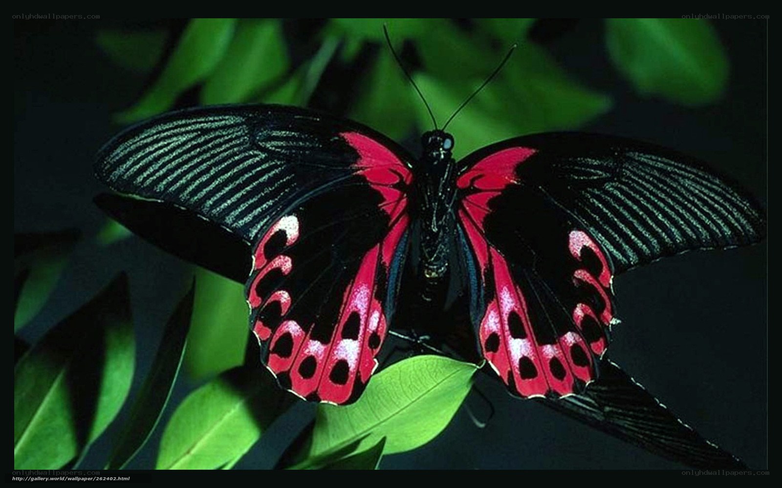 red and black butterfly