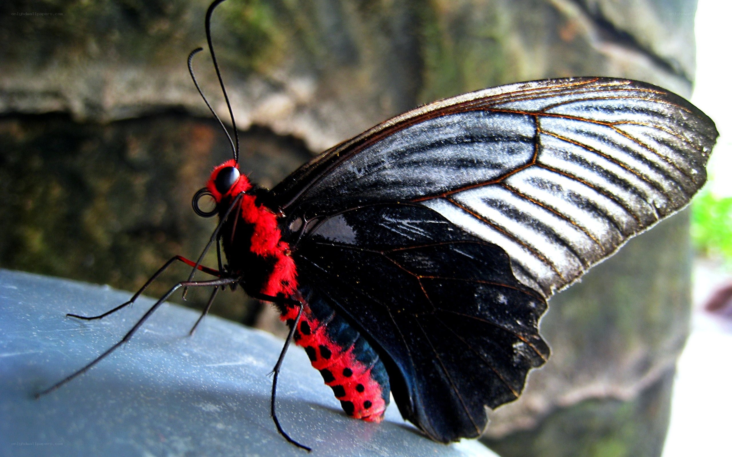 Red and black butterfly
