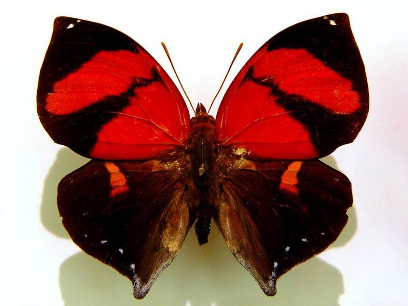 red and black butterfly