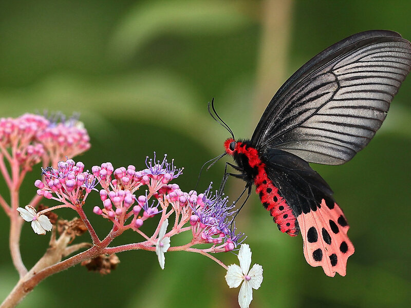 Red and Black Butterfly — Calm, Afternoon, Photograph, Flower