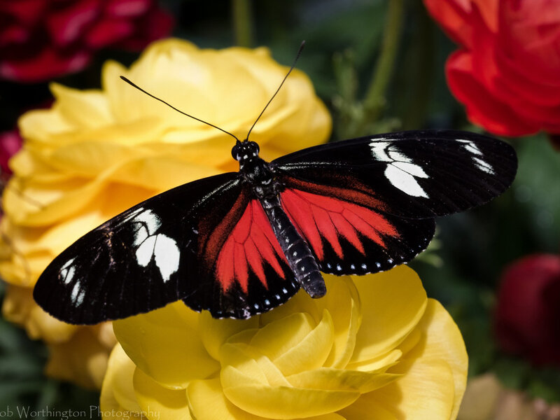 Red and Black Butterfly — Calm, Afternoon, Photograph, Yellow Rose