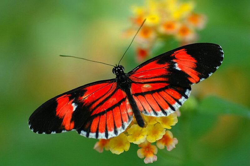 Red and Black Butterfly — Calm, Afternoon