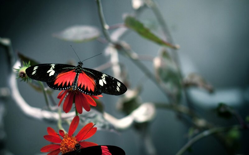 Red and Black Butterfly — Calm, Photograph, Flower, Plant, Insect