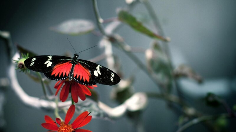 Red and Black Butterfly — Calm, Photograph, Flower, Plant, Stem